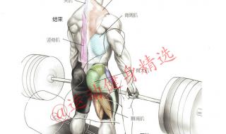 背部的肌肉应该怎样练 如何练背部肌肉